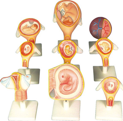 EMBRYONIC DEVELOPMENT (PERIOD OF GESTATION)